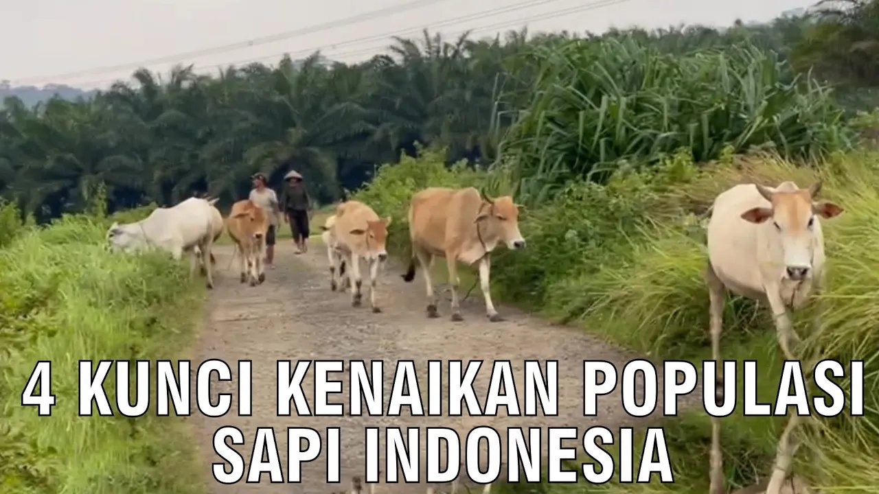 
                                 4-Kunci-Kenaikan-Populasi-Sapi-Indonesia